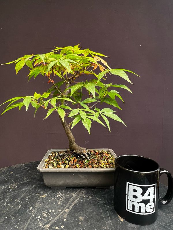 Acer palmatum/Japanese Maple bonsai unknown variety (green leaf)