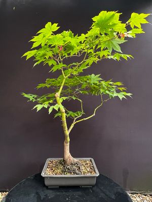 Acer palmatum/Japanese Maple bonsai unknown variety (green leaf)