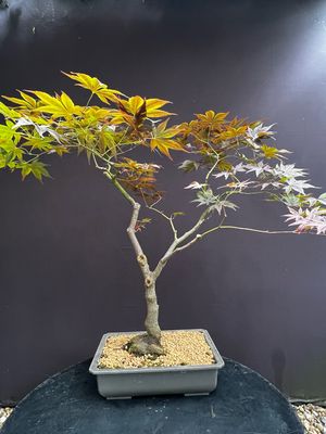 Acer palmatum/ Japanese Maple atropurpureum bonsai (red leaf)