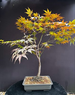 Acer palmatum/ Japanese Maple atropurpureum bonsai (red leaf)
