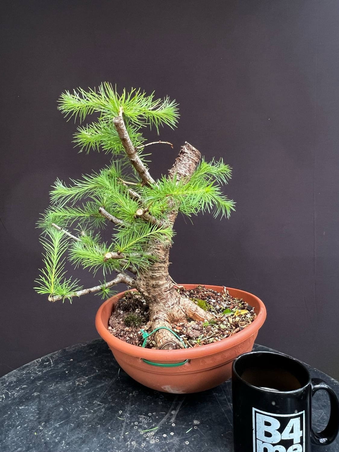 Larix decidua/European Larch yamadori bonsai