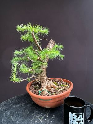 Larix decidua/European Larch yamadori bonsai