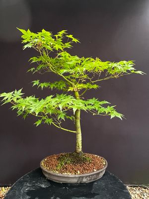 Acer palmatum/ Japanese Maple bonsai Tsunami Beni