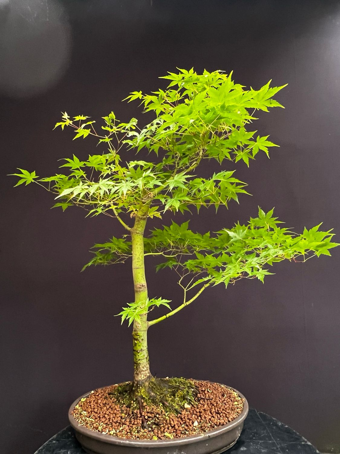SOLD Acer palmatum/ Japanese Maple bonsai Tsunami Beni