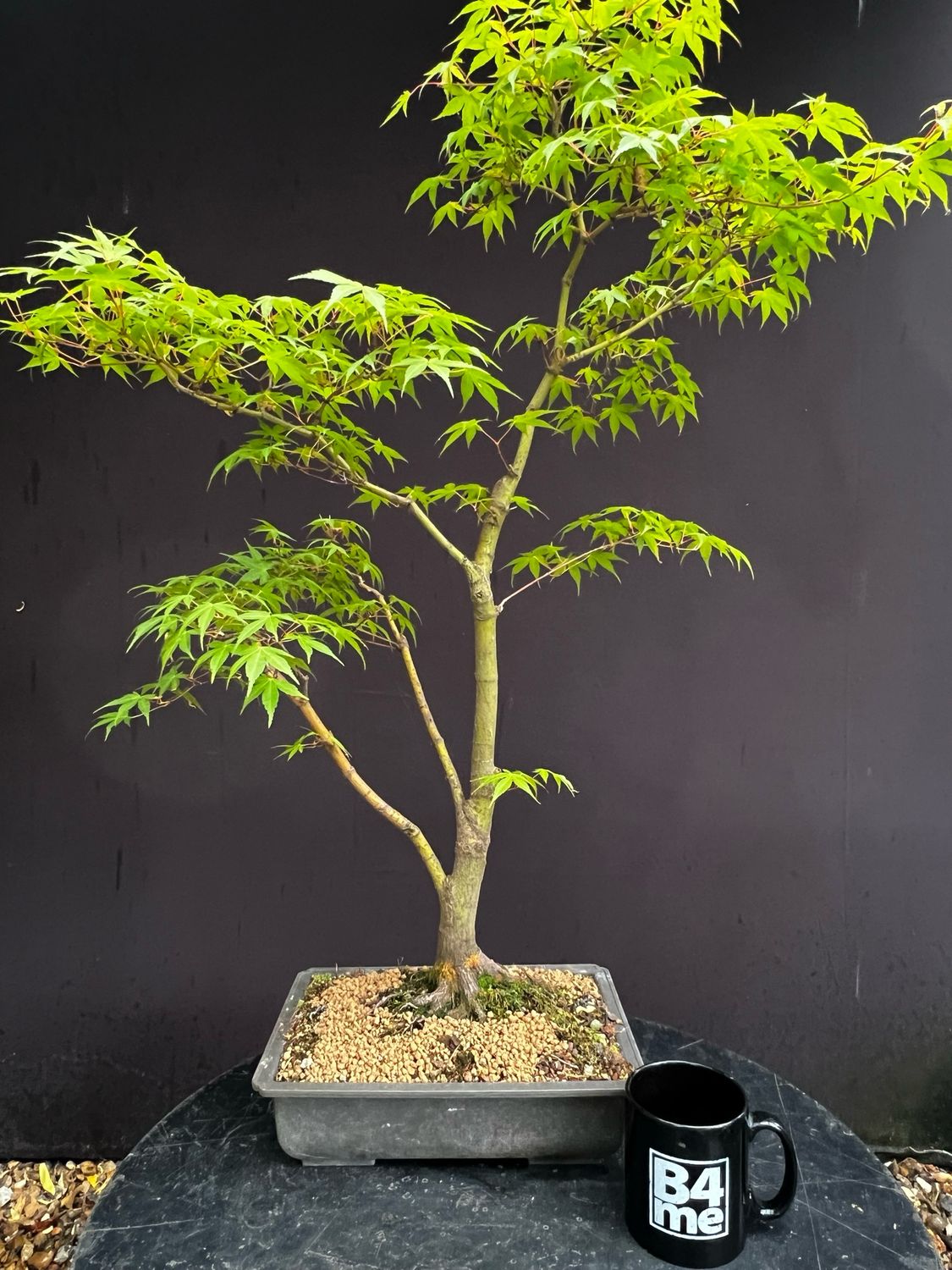 Acer palmatum/ Japanese Maple bonsai Tsunami Beni