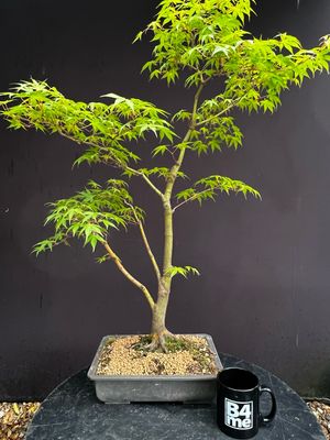 Acer palmatum/ Japanese Maple bonsai Tsunami Beni