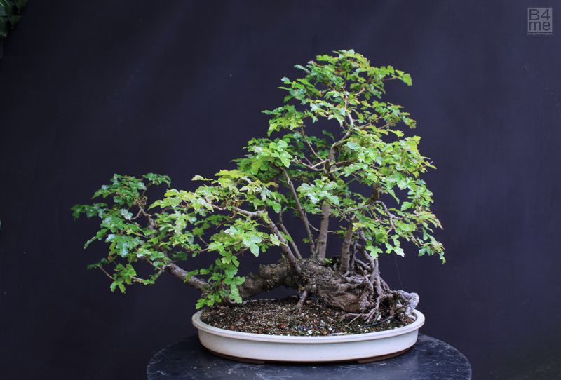 Acer campestre/Field Maple raft bonsai