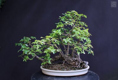 Acer campestre/Field Maple raft bonsai