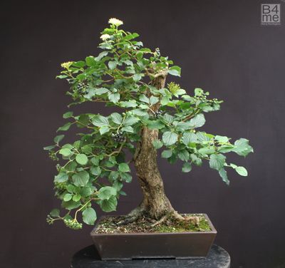 Cornus sanguinea/Common Dogwood bonsai