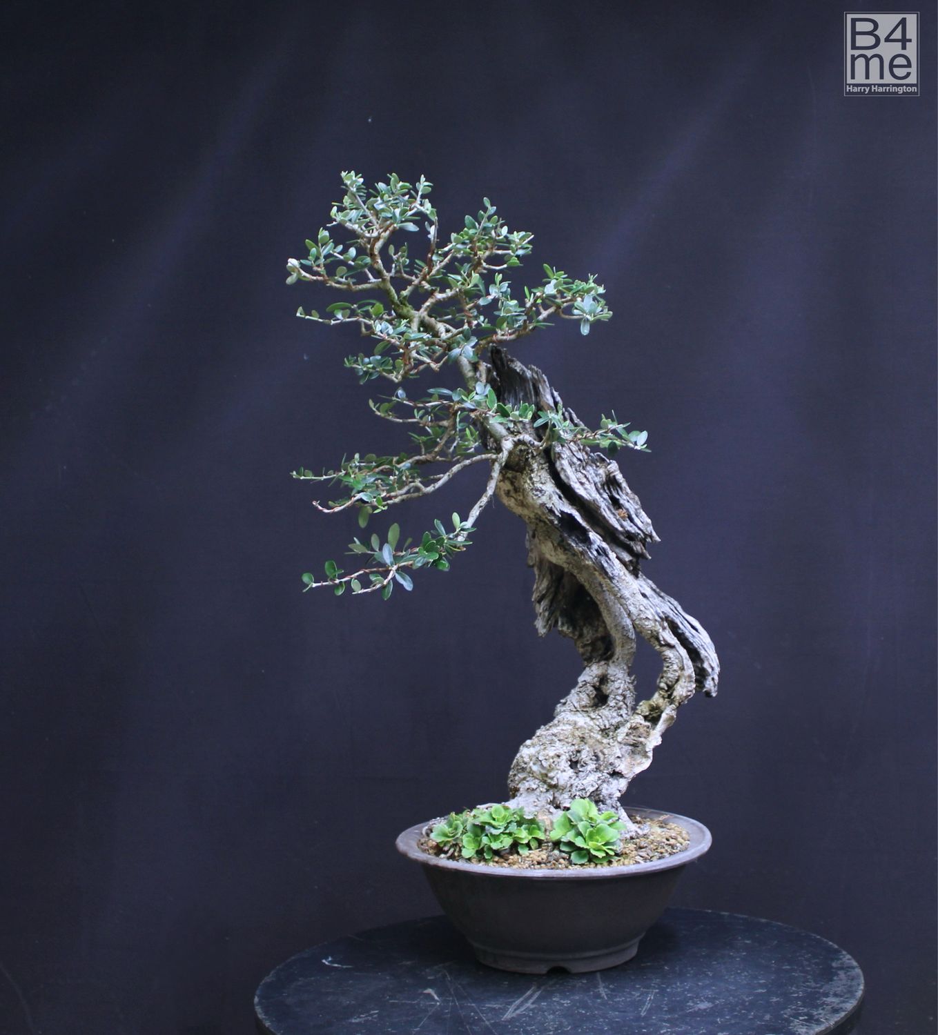 Olea sylvestris/Wild Olive bonsai For Sale
