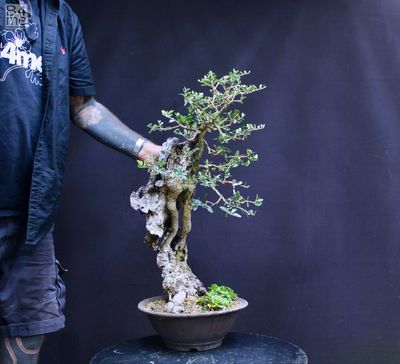Olea sylvestris/Wild Olive bonsai