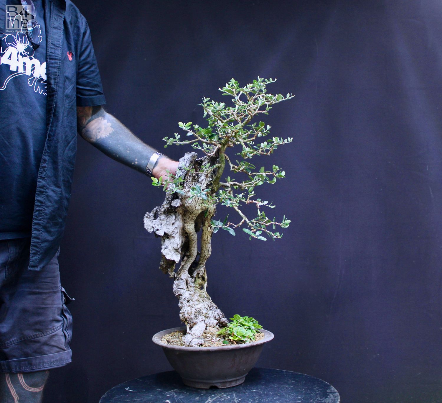 Olea sylvestris/Wild Olive bonsai
