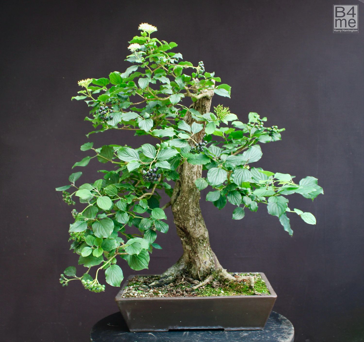 Cornus sanguinea/Common Dogwood bonsai