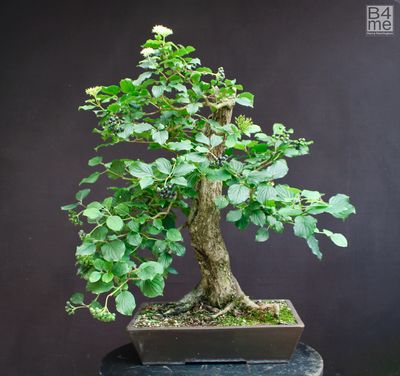 Cornus sanguinea/Common Dogwood bonsai
