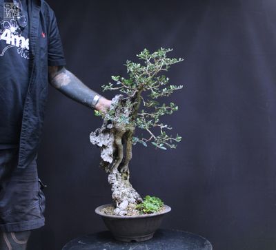 Bonsai Trees for Sale SALE NOW ON!