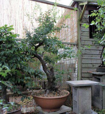 Crataegus monogyna/Hawthorn bonsai