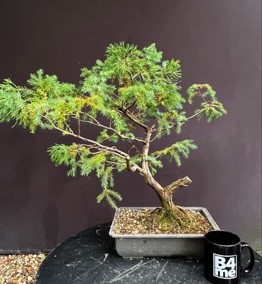 Juniperus chinensis San Jose/San Jose Juniper bonsai