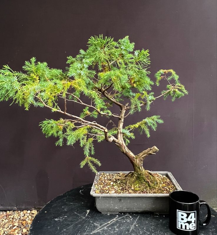 Juniperus chinensis San Jose/San Jose Juniper bonsai