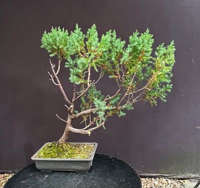 Juniperus squamata/Squamata Juniper bonsai