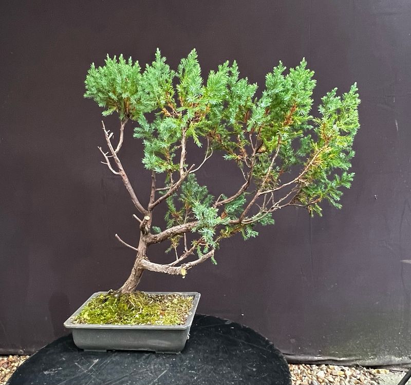 Juniperus squamata/Squamata Juniper bonsai