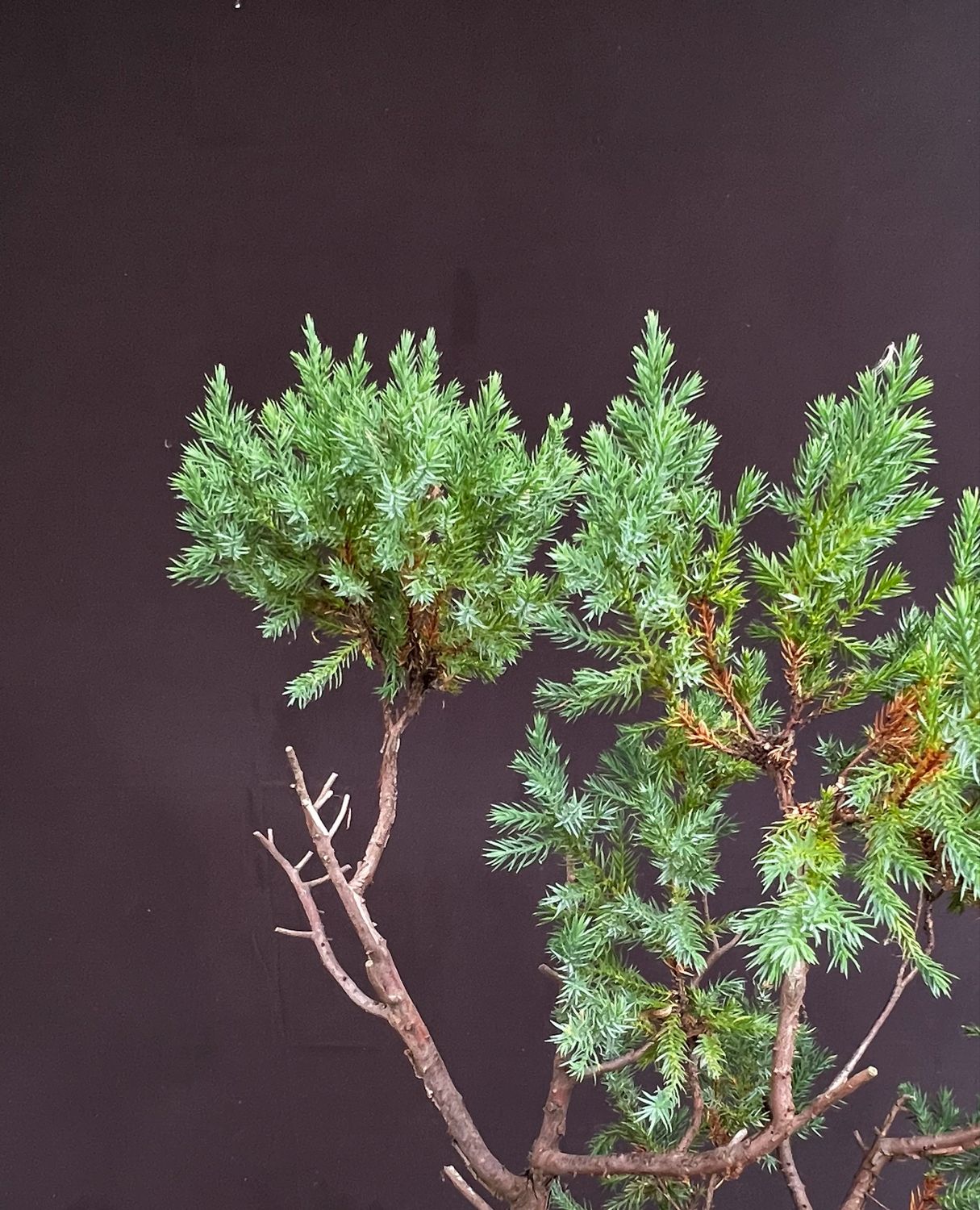 SOLD Juniperus squamata/Squamata Juniper bonsai