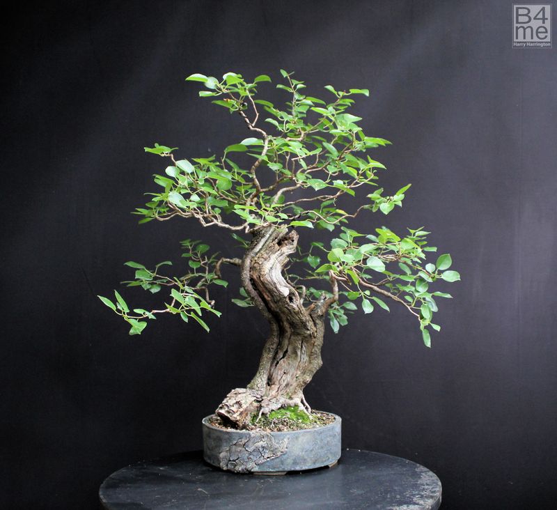 Prunus mahaleb/Cherry Plum bonsai aka St Lucie Cherry bonsai