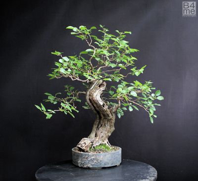 Prunus mahaleb/Cherry Plum bonsai aka St Lucie Cherry bonsai