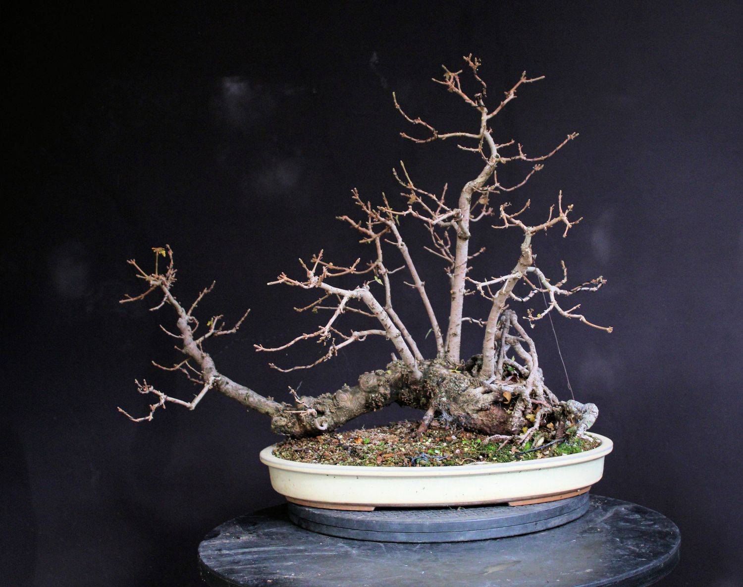 Acer campestre/Field Maple raft bonsai