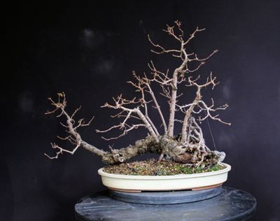 Acer campestre/Field Maple raft bonsai