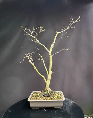 SALE Acer palmatum/ Japanese Maple bonsai Tsunami Beni