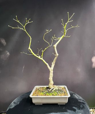 SALE Acer palmatum/ Japanese Maple atropurpureum bonsai (red leaf)