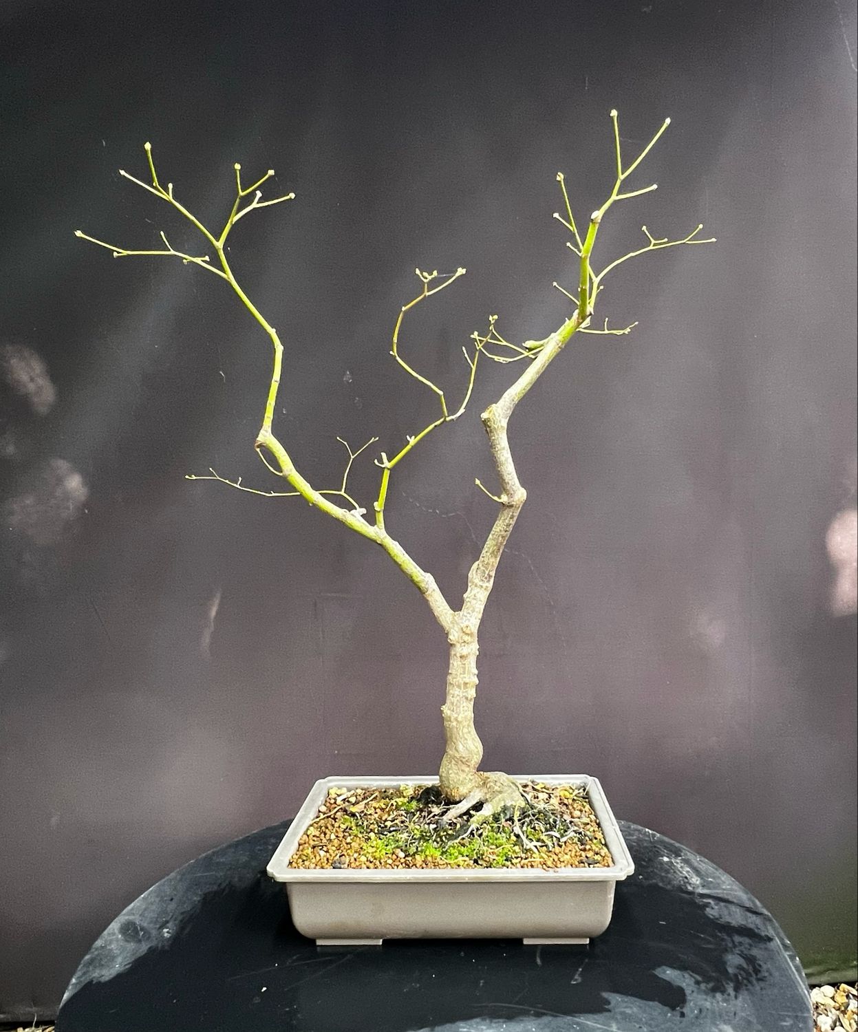 SALE Acer palmatum/ Japanese Maple atropurpureum bonsai (red leaf)