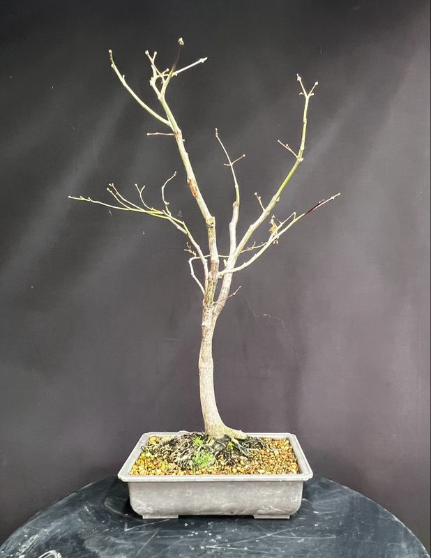 SALE Acer palmatum/ Japanese Maple atropurpureum bonsai (red leaf)