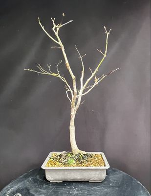 SALE Acer palmatum/ Japanese Maple atropurpureum bonsai (red leaf)