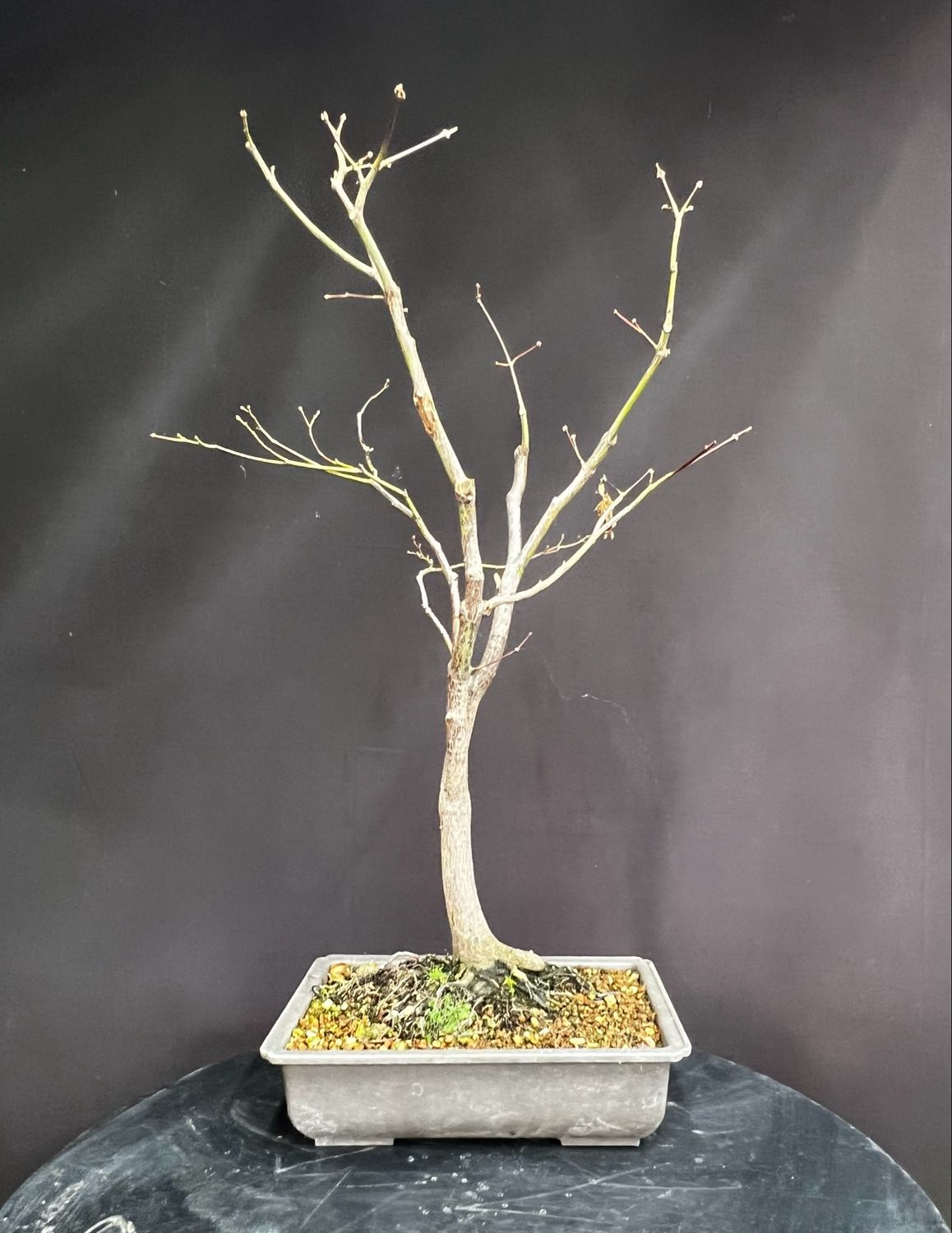 SALE Acer palmatum/ Japanese Maple atropurpureum bonsai (red leaf)