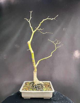 SALE Acer palmatum/Japanese Maple bonsai unknown variety (green leaf)