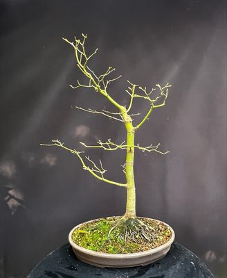 SALE Acer palmatum/ Japanese Maple bonsai Tsunami Beni