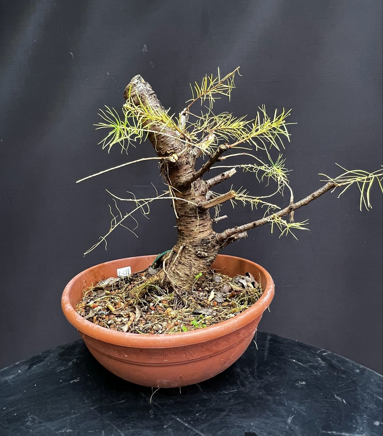 SALE Larix decidua/European Larch yamadori bonsai