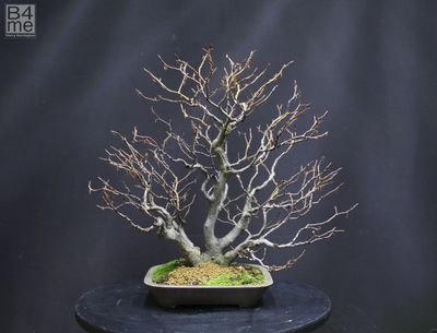 Bonsai Trees for Sale SALE NOW ON!