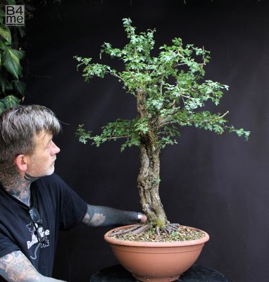 Bonsai Trees for Sale