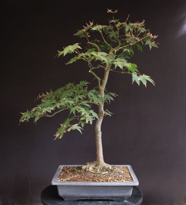 Acer palmatum/ Japanese Maple bonsai Tsunami Beni