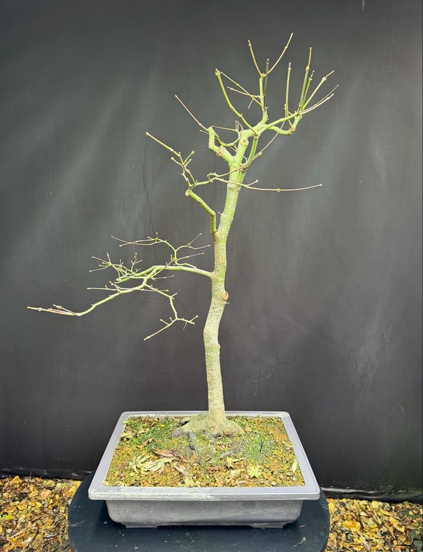 Acer palmatum/ Japanese Maple bonsai Tsunami Beni