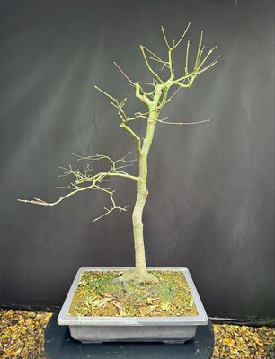 Acer palmatum/ Japanese Maple bonsai Tsunami Beni