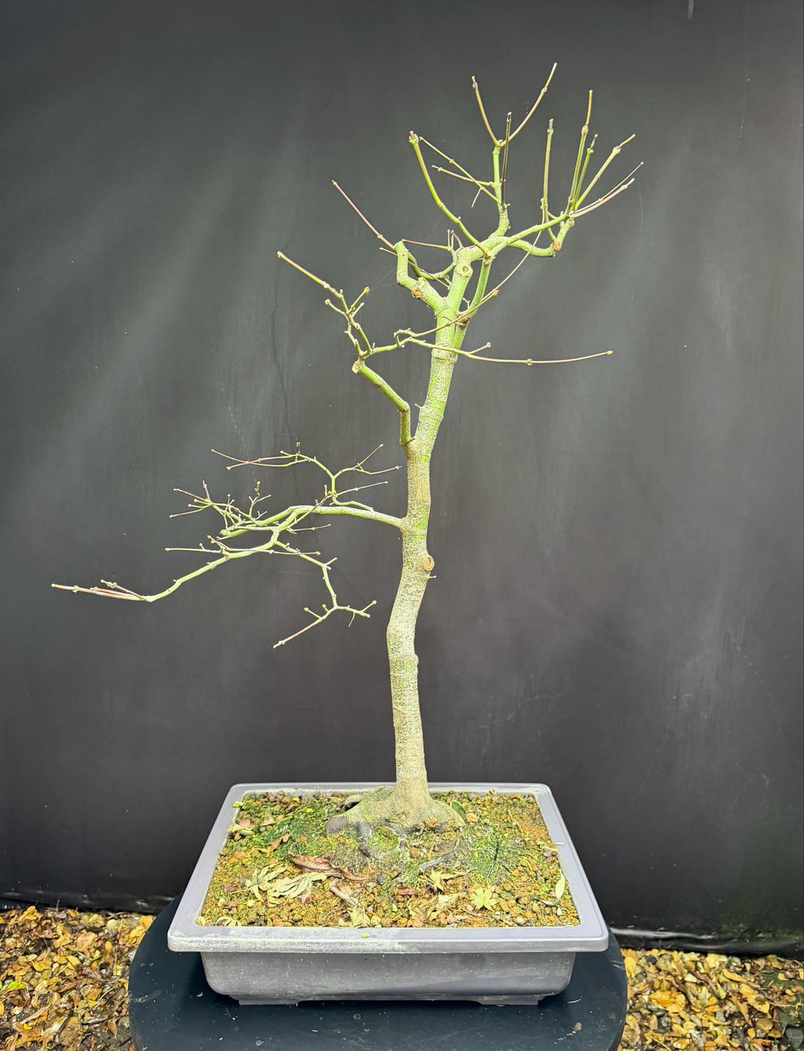 Acer palmatum/ Japanese Maple bonsai Tsunami Beni