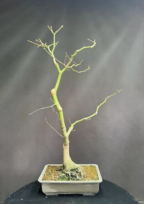 Acer palmatum/Japanese Maple bonsai  unknown variety (green leaf)