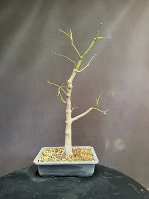 Acer palmatum/Japanese Maple bonsai  unknown variety (green leaf)