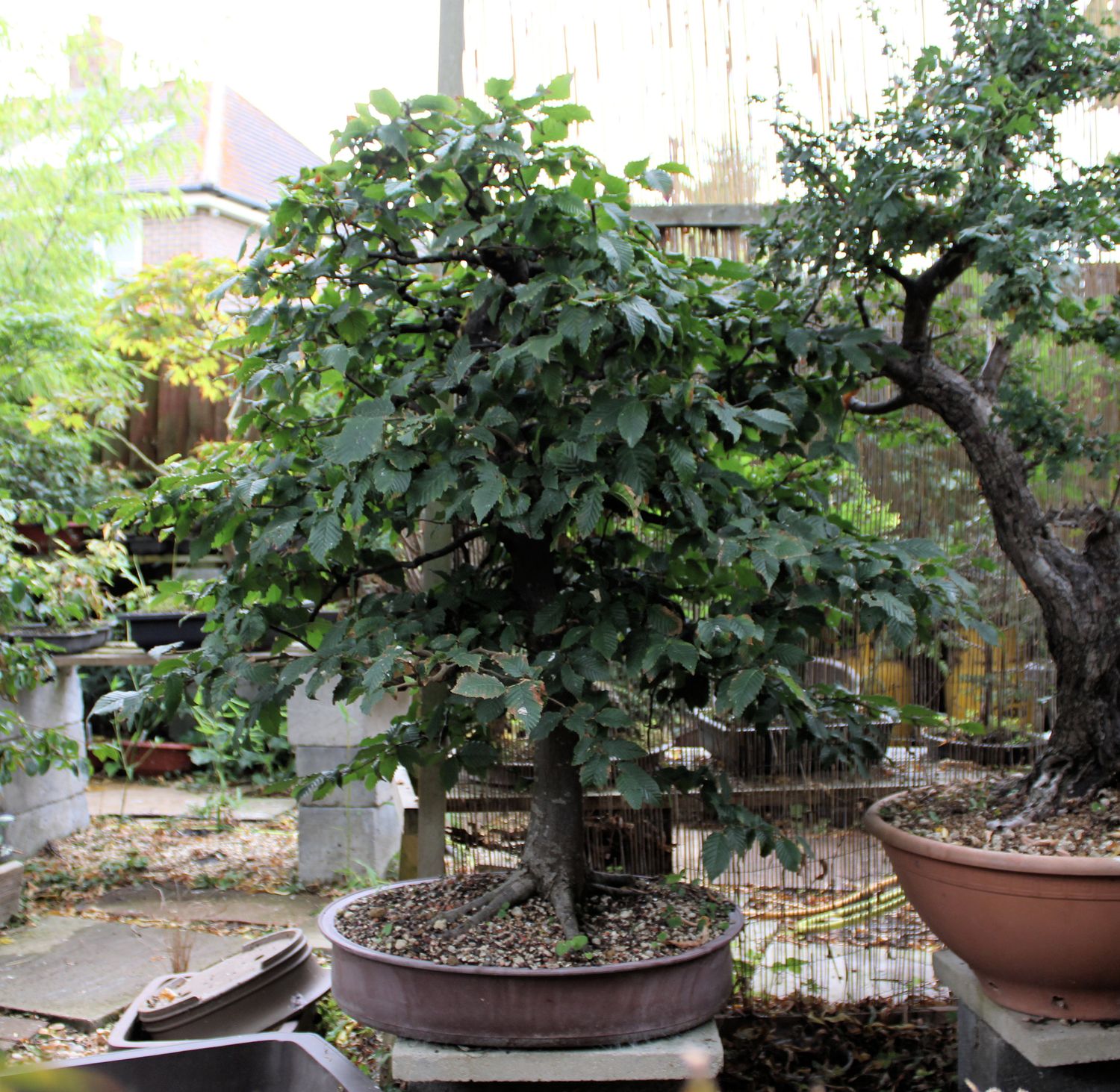 Very big Carpinus betulus/European Hornbeam bonsai
