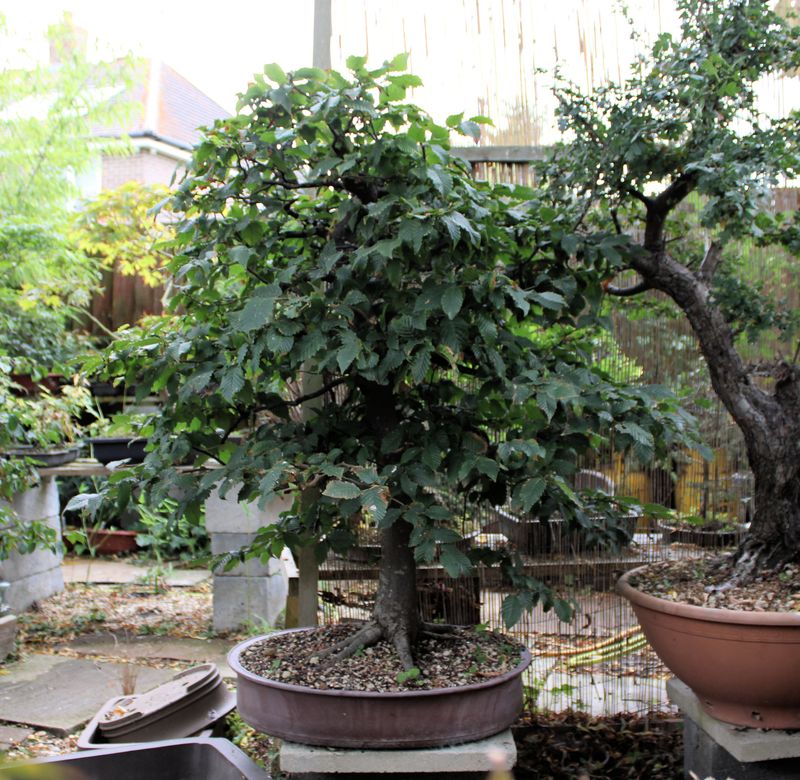 Very big Carpinus betulus/European Hornbeam bonsai