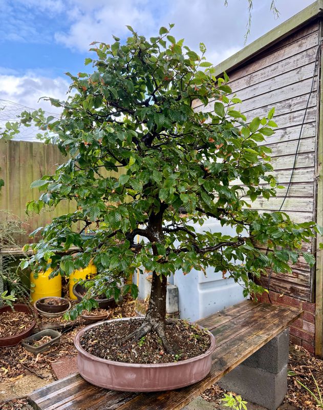 Very big Carpinus betulus/European Hornbeam bonsai