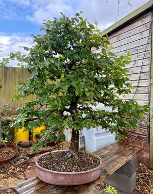SALE!! Very big Carpinus betulus/European Hornbeam bonsai